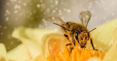 Biene, Bienen, Pollen, Blume, Staub, Blüte, Apic.ai