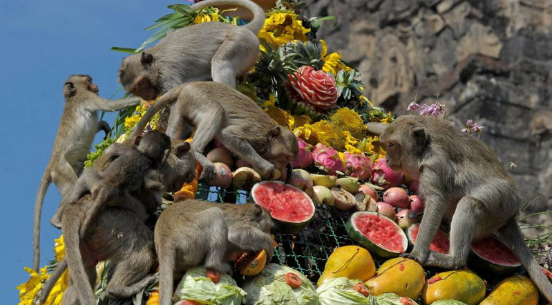 Affen-Buffet-Festival, Affenfestival, Thailand