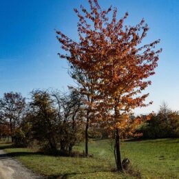 Wald, Wandern, Hainich Wald