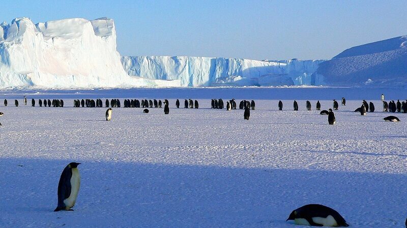 PInguine, Kaiserpinguine, Antarktis, Südpol