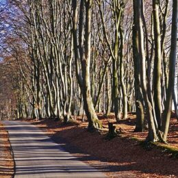 Teutoburger Wald