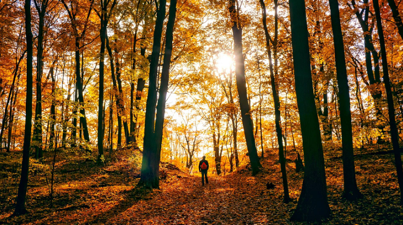 Thüringer Wald, Thüringen, Wald, Herbst, wandern