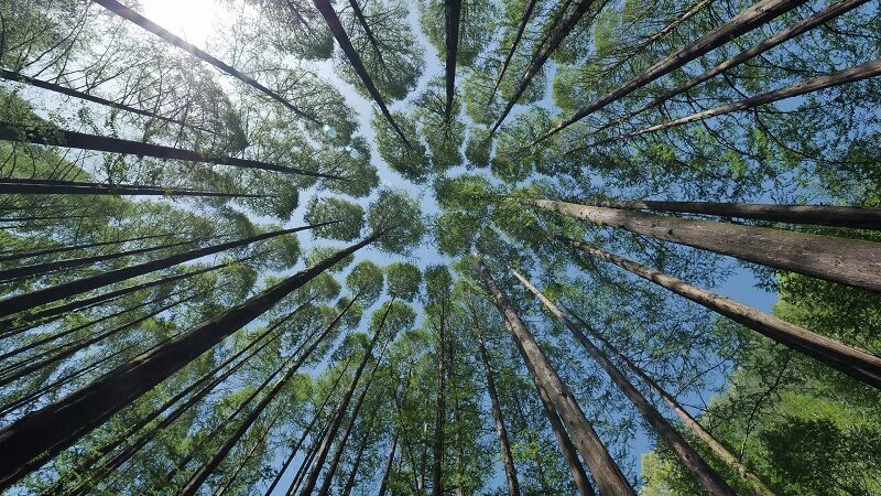 Wald, Bäume