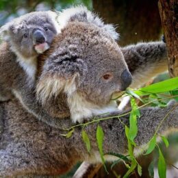 Koalabär, Australien