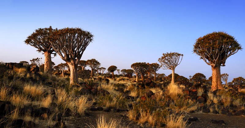 Keetmanshoop Namibia, Quiver Tree Forest