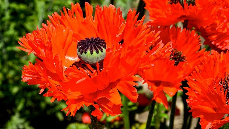 Türkischer Mohn, Feld, Wiese, Blüten