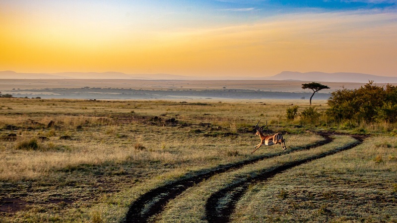 Kenia, Antilope, Sonnenuntergang, Afrika