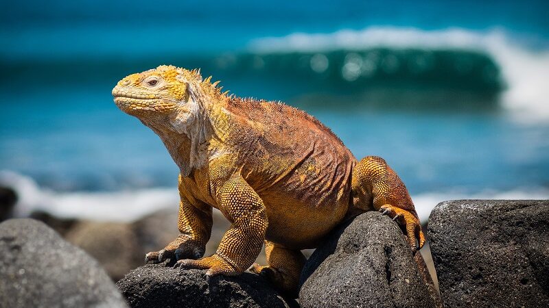 Iguana, Galapagosinseln, Ecuador, Meer, Darwin