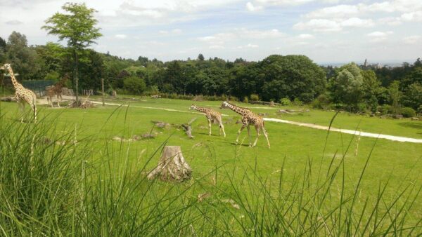 besten Zoos, Freizeit, Erholung, Tierpark, Familie