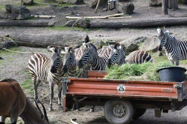 besten Zoos, Freizeit, Erholung, Tierpark, Familie