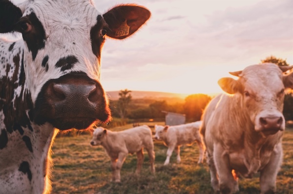 Essen, Produktion, Käse, Fleisch, Rindfleisch, Umwelt, Herstellung, Umweltschutz