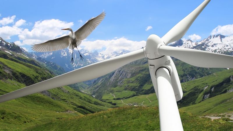 Windräder Vögel, erneuerbare Energien, Umwelt, Umweltschutz, Klimaschutz, Tierschutz, Windpark, Windkraft, Forschung